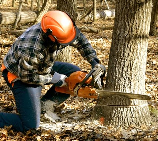Tree Removal in Webster, WI